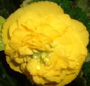 Begonias